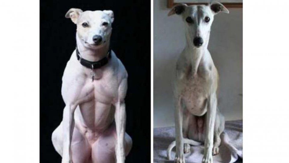 Hercules și Guangzhou, câinii mutanți cu masa musculară dublă