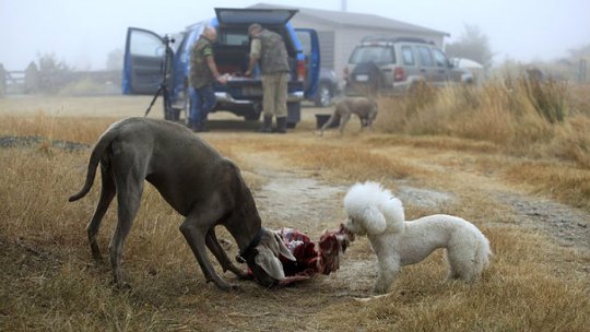 Trăgaci, câinele care și-a împușcat stăpâna