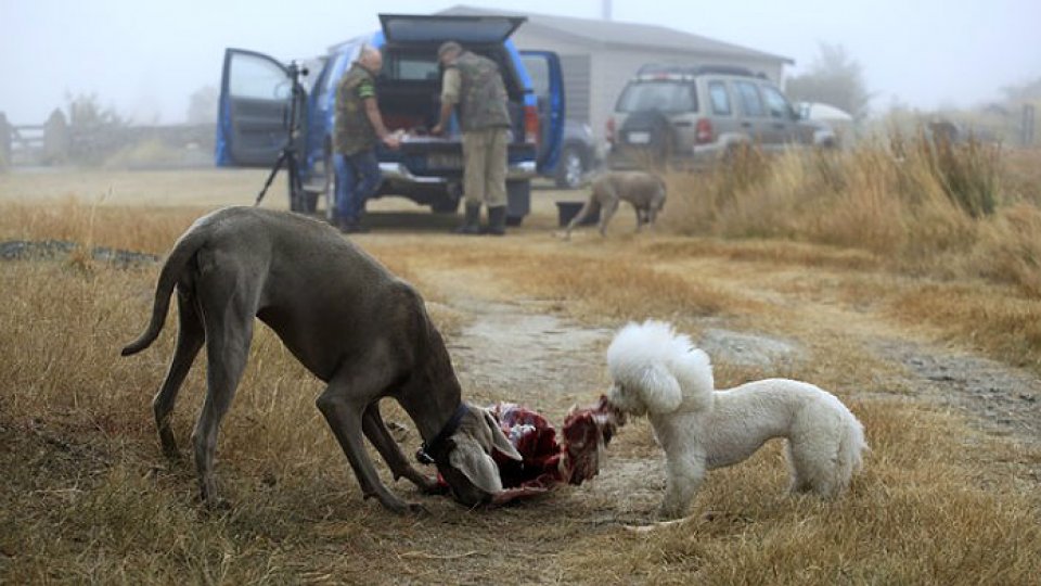 Trăgaci, câinele care și-a împușcat stăpâna