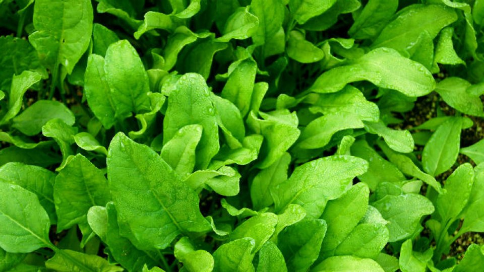 Spanacul îmbunătăţeşte funcţiile congnitive şi vederea