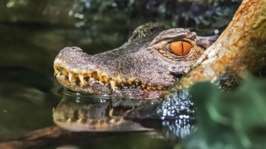 Măsuri anticorupție: Crocodili în locul gardienilor din pușcării