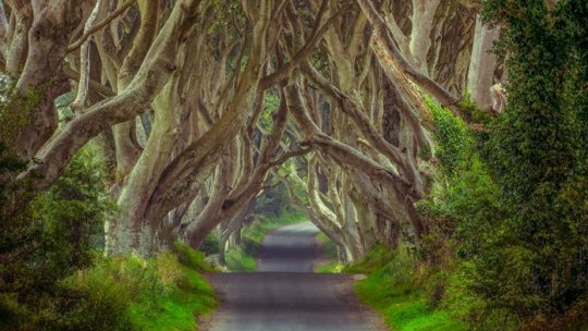 Atracţii europene: The Dark Hedges