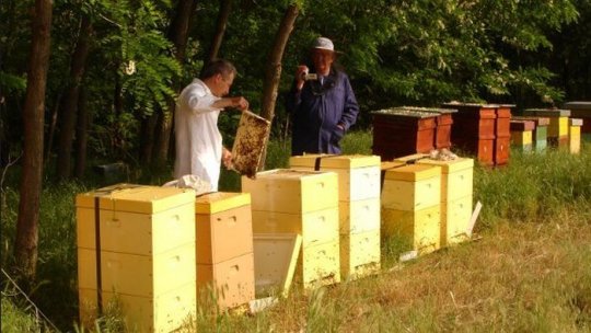 Utilizarea necontrolată a insecticidelor decimează albinele