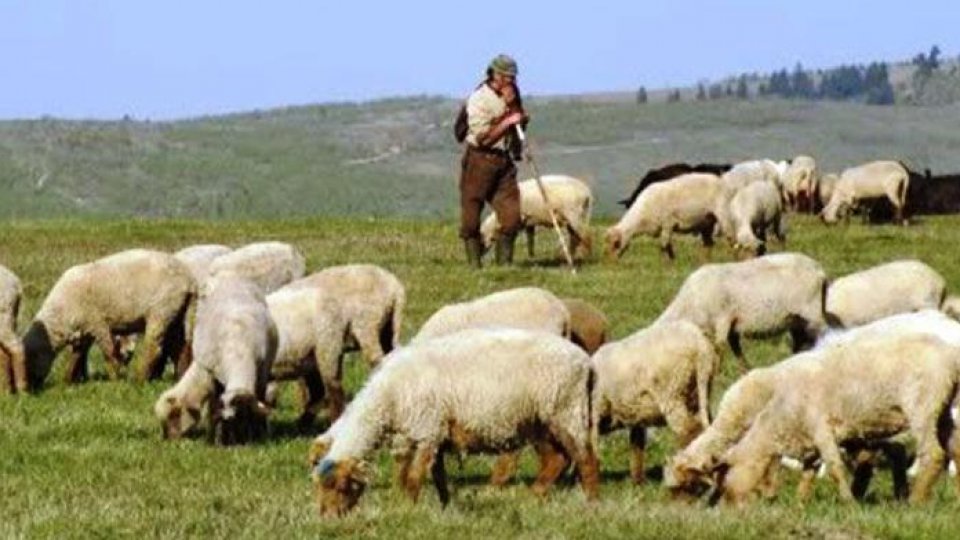 Legea vânătorii, amânată de Guvern în sensul cerut de oieri