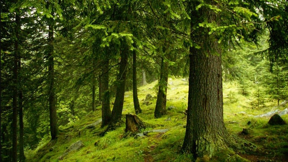 România are "aproape şapte milioane de hectare de păduri"
