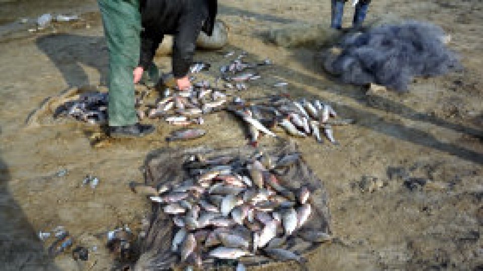 Braconaj pe râul Someş