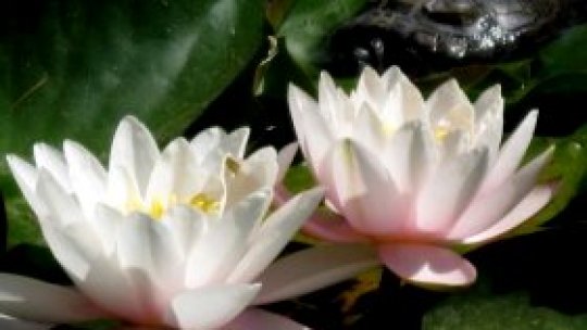 Nuferii de la 1 Mai, în pericol