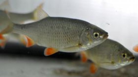 Ecosistemul din Băile Felix, în atenţia specialiştilor