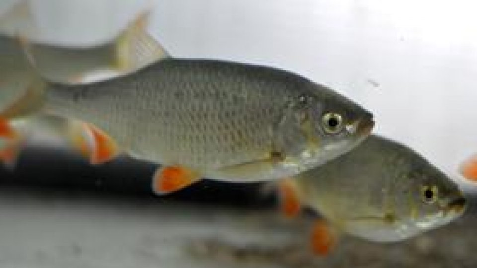 Ecosistemul din Băile Felix, în atenţia specialiştilor