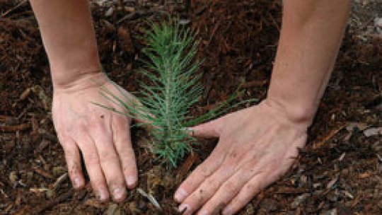 Plantări de arbori în Bistriţa Năsăud