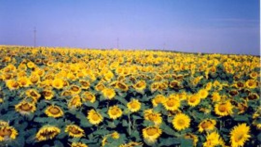 România, loc fruntaş în UE la producţia de porumb, grâu şi floarea soarelui