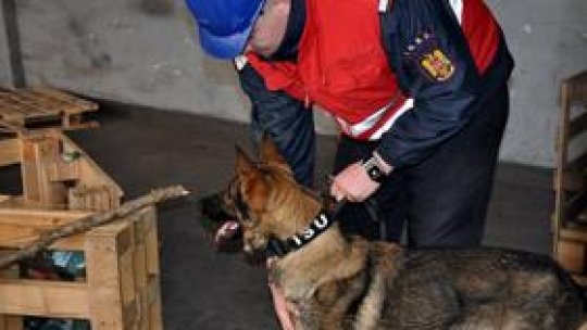 Bebe, unul dintre cei mai buni câini de căutare-salvare din ţară