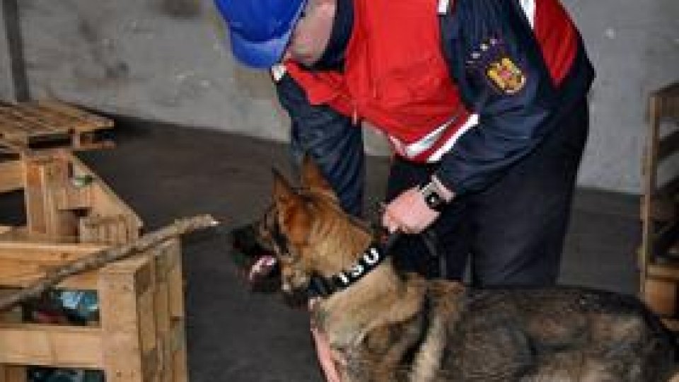 Bebe, unul dintre cei mai buni câini de căutare-salvare din ţară