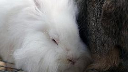 Iepuraşii, prietenii copiilor de la grădiniţă