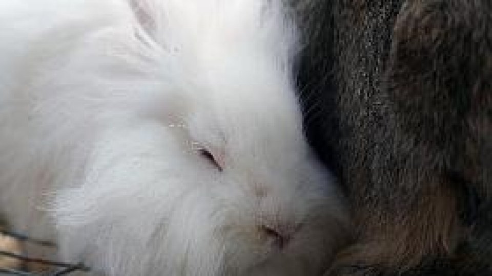 Iepuraşii, prietenii copiilor de la grădiniţă