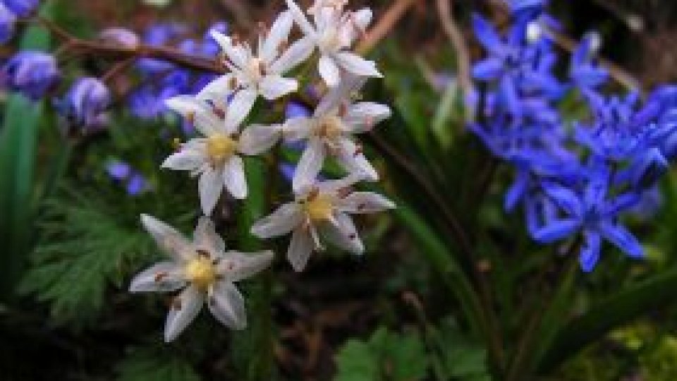 Dulceaţă de viorele și viorele pane, made în Sălaj
