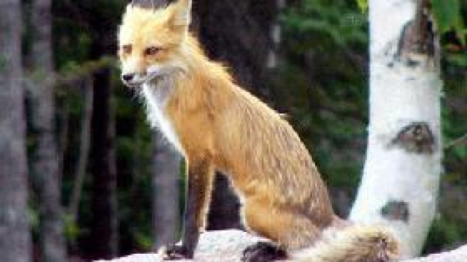 Vulpile atacă unele gospodării din judeţul Botoşani