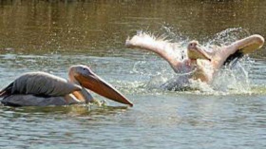 Coloniile de pelicani din Deltă, monitorizate din elicopter