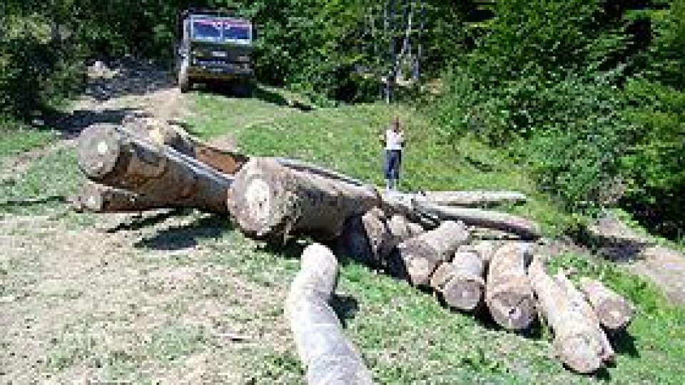 Percheziții DNA la Direcția Silvică Bistrița-Năsăud