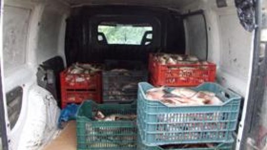 Peste 4,6 tone de peşte, confiscate de polițiști