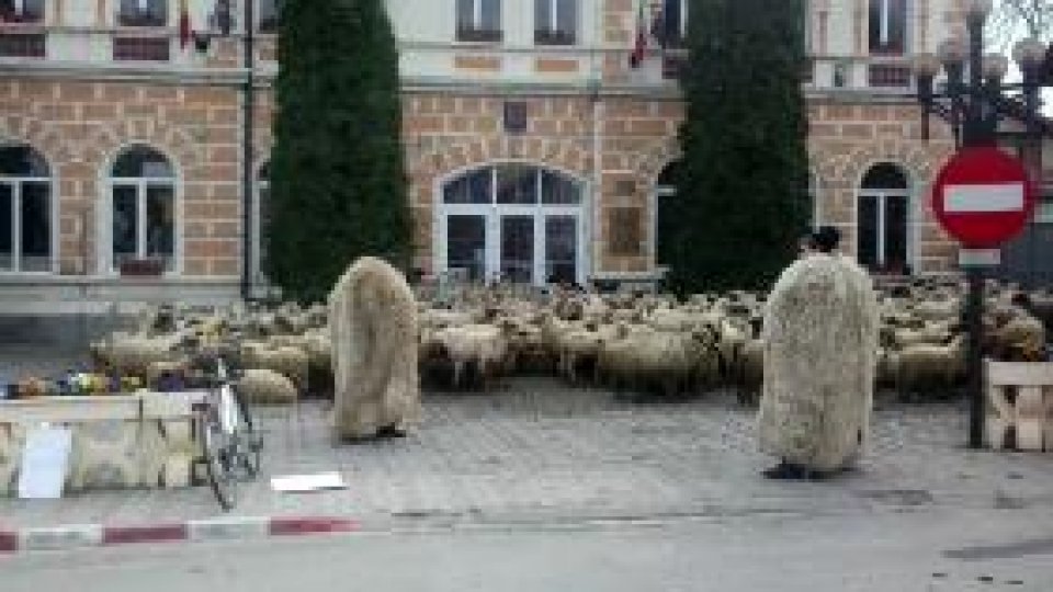 Protest al ciobanilor cu oile la Primăria Săcele