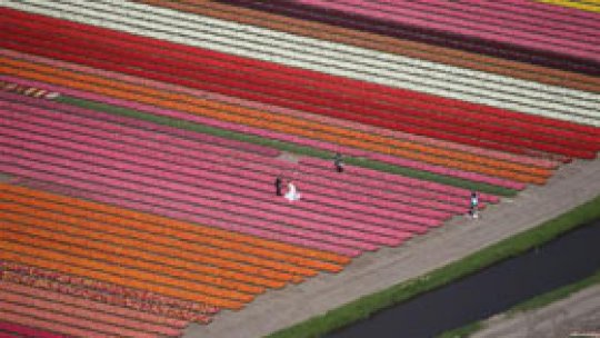 Poliţia olandeză face cadouri de nuntă inedite