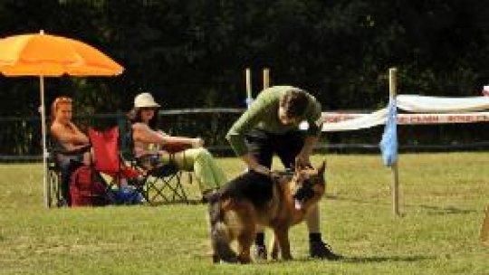 Expoziţie şi selecţie pentru ciobănesc german, la Slobozia