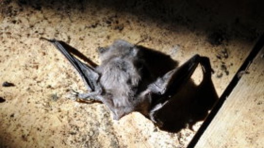 Liliecii ajută agricultura