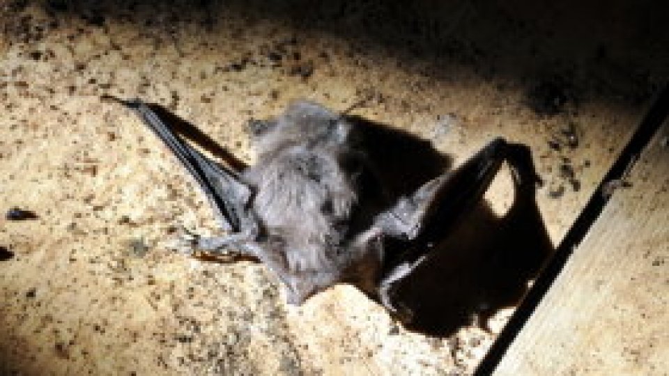 Liliecii ajută agricultura