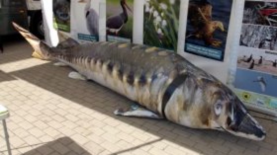 Caravana Dunării a ajuns la Drobeta-Turnu Severin