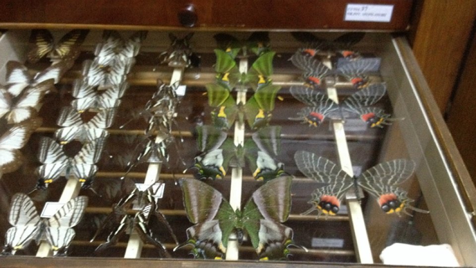 Colecționarii de fluturi