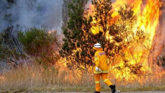 Zeci de hectare de mirişte şi lizieră, din Neamţ, au ars