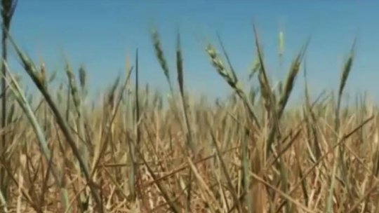 O treime din culturile de grâu, orz şi rapiţă, "afectate de secetă"