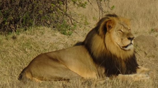 Uciderea celui mai vestit leu din Zimbabwe a declanșat un val de proteste