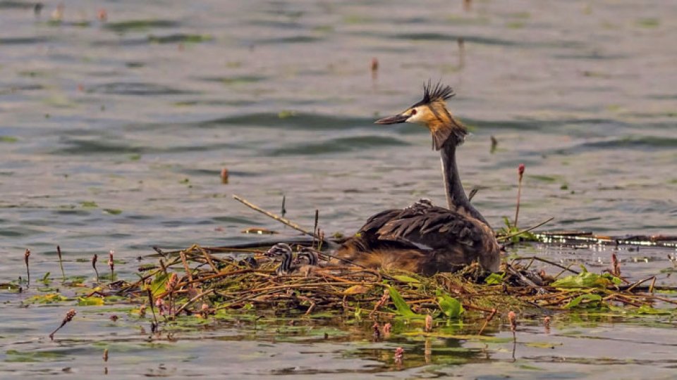 Unde mergem în vacanţă: Sânpaul, micul paradis al avifaunei din Europa
