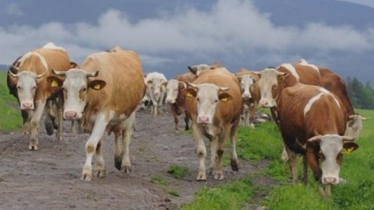 Boala limbii albastre la rumegătoare a reapărut în Botoşani