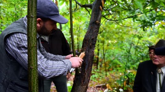 Castanul comestibil se vindecă