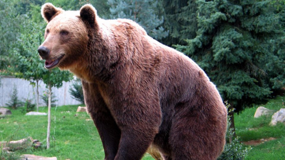 Un urs atacă gospodăriile din Petroşani