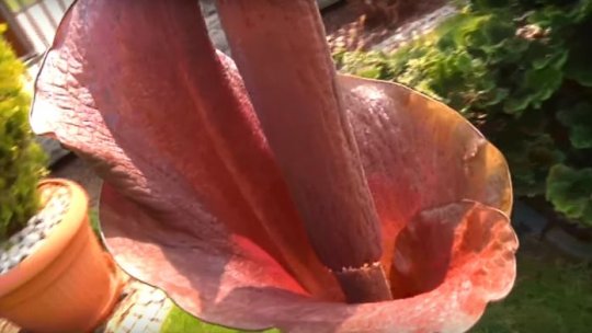 Floarea cea mai urât mirositoare din lume, la Jibou