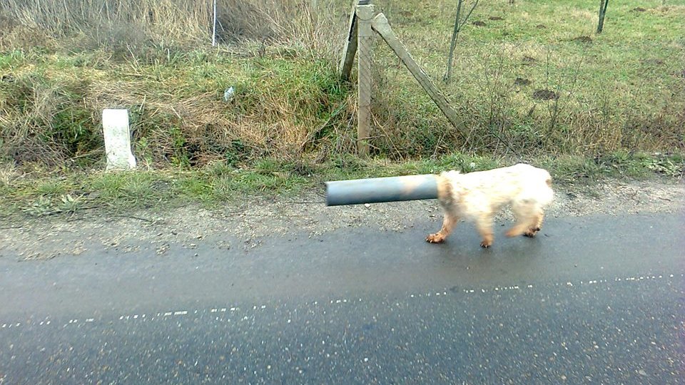 FOTO: Câinele cu capul blocat în țeavă a fost salvat!