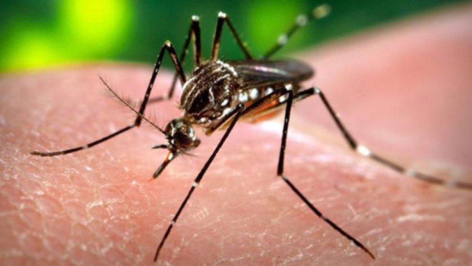Virusul Zika "nu reprezintă în prezent un pericol pentru România"
