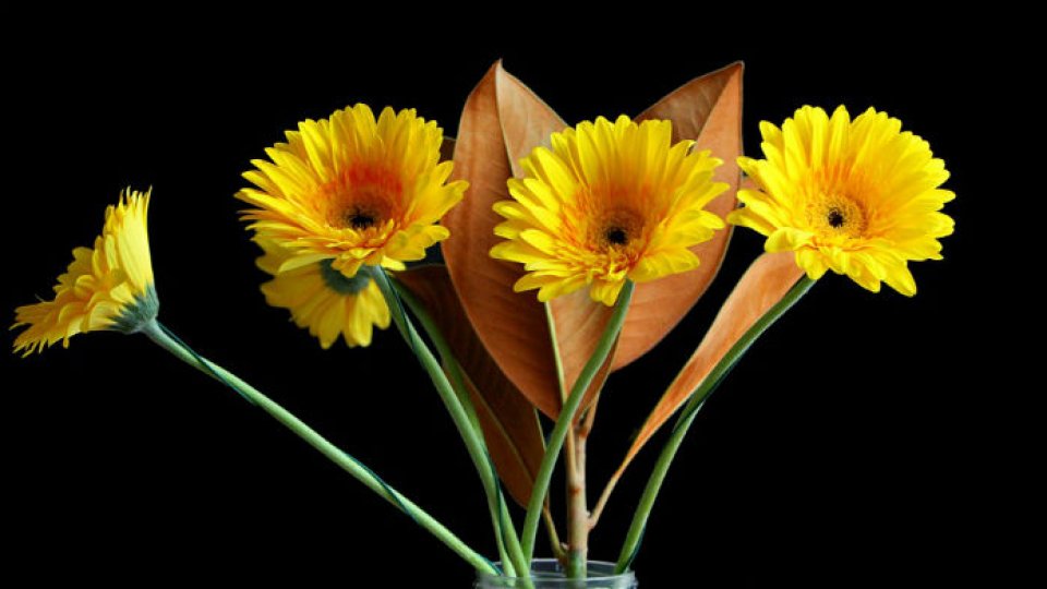 Sfaturi practice: Cum păstrăm florile proaspete în vază
