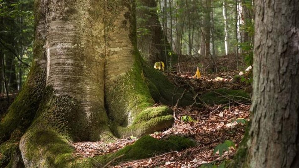 Pădurea Izvoarele Nerei, la un pas de includerea în patrimoniul UNESCO