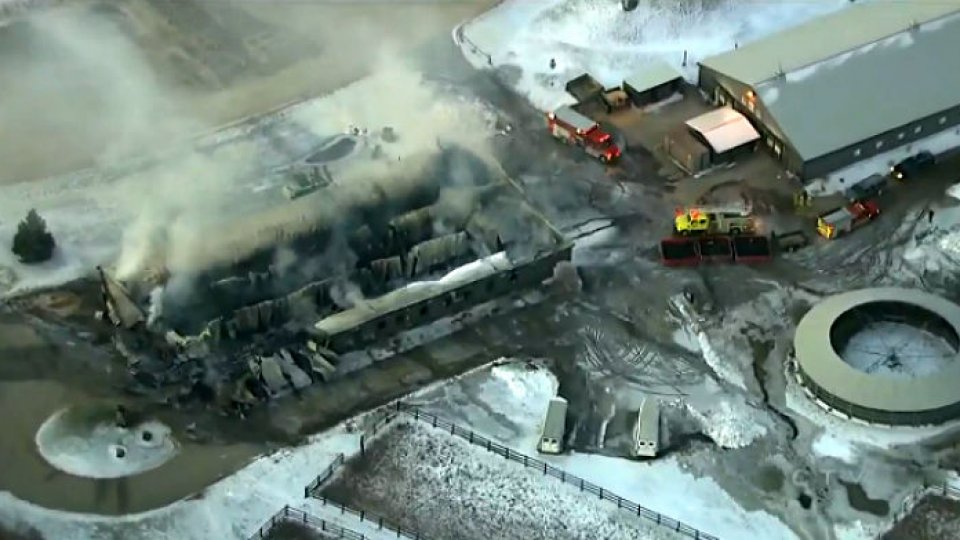 Peste 40 de cai de curse au murit într-un incendiu