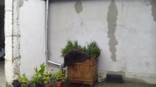 Dosar penal în cazul împușcării ursului din Sibiu