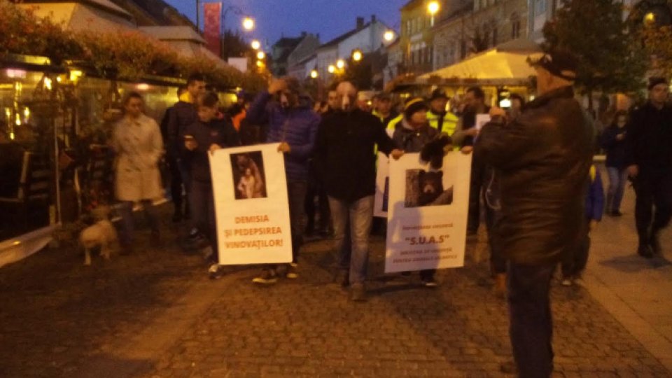 Protest la Sibiu faţă de împuşcarea unui urs în centrul oraşului