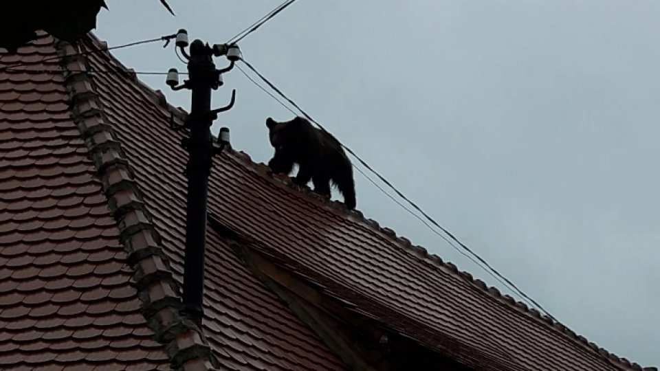 Decizia de a împuşca ursul din Sibiu "a fost luată în grabă"