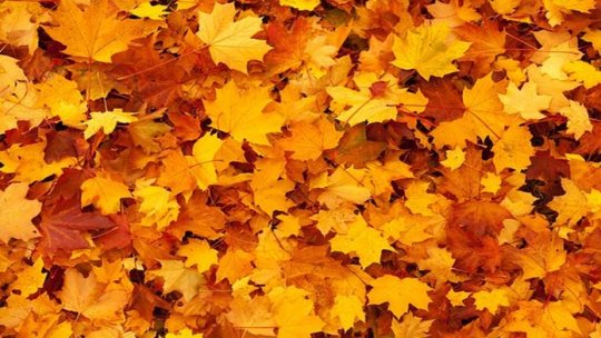 Acestea sunt frunzele mele !