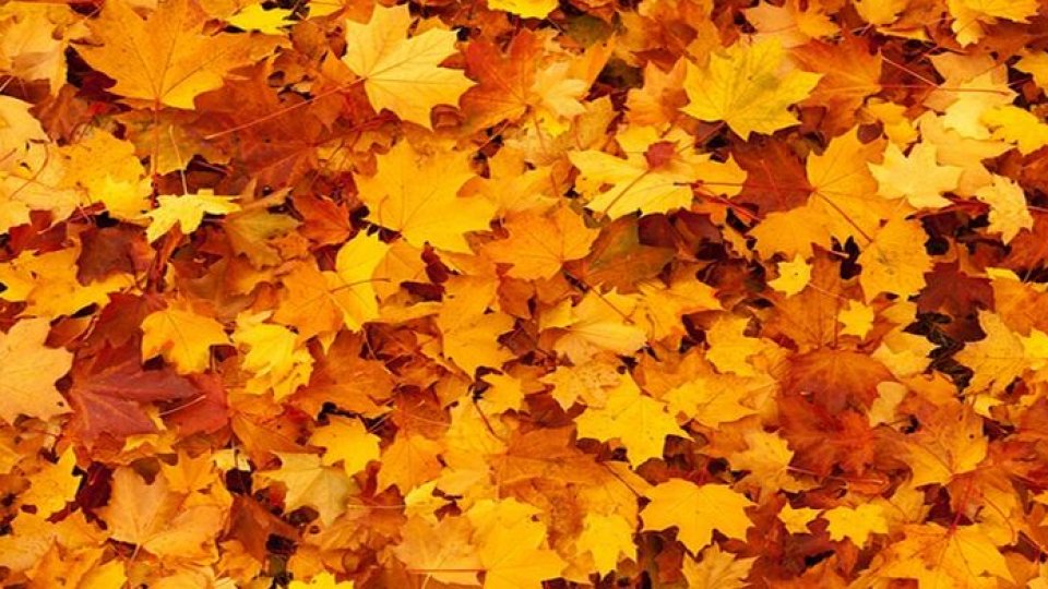 Acestea sunt frunzele mele !