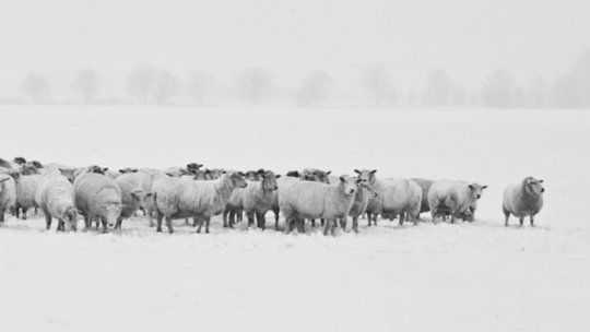 Zăpadă de două palme în Maramureş